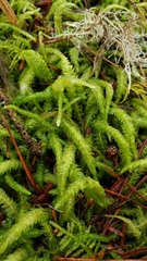 Plagiothecium undulatum