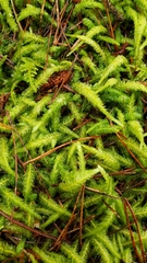 Plagiothecium undulatum