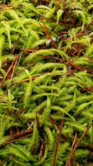 Plagiothecium undulatum