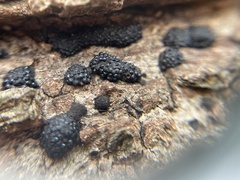 Annulohypoxylon truncatum