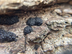 Annulohypoxylon truncatum