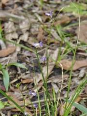 Lobelia feayana