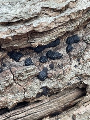 Annulohypoxylon truncatum