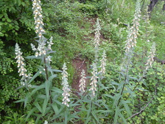 Digitalis lanata