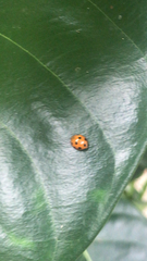Coccinella undecimpunctata