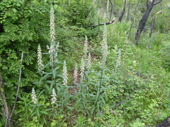 Digitalis lanata