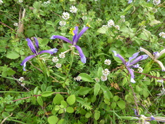 Iris sintenisii