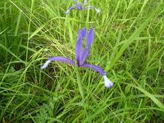 Iris sintenisii