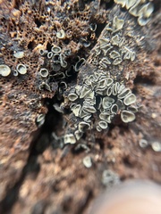 Chlorosplenium