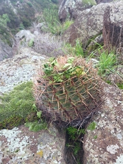 Ferocactus viridescens