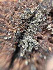 Chlorosplenium