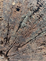 Chlorosplenium