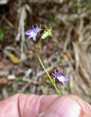 Lobelia feayana
