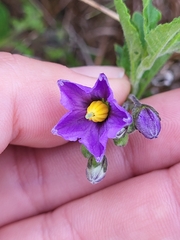Solanum parishii