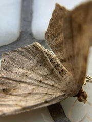 Psamatodes pallidata