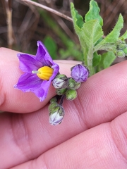 Solanum parishii