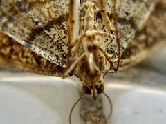 Psamatodes pallidata