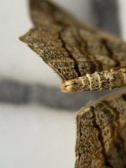 Psamatodes pallidata