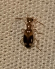Stricticomus