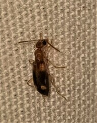 Stricticomus