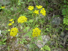 Leiotulus aureus