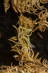 Sphagnum fuscum