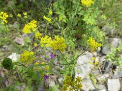Leiotulus aureus