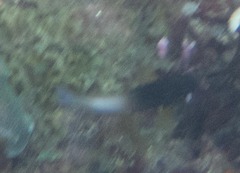 Stegastes partitus