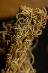 Sphagnum fuscum