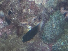 Stegastes partitus