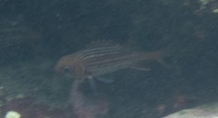 Neoniphon vexillarium
