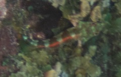 Malacoctenus triangulatus