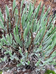 Dudleya attenuata