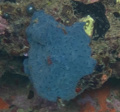 Halisarca caerulea