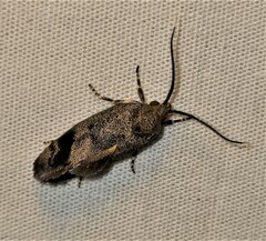 Pycnocera hypoxantha