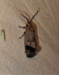 Pycnocera hypoxantha