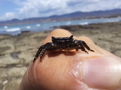 Pachygrapsus socius