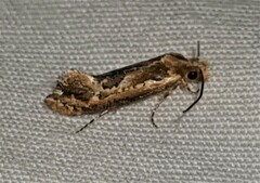 Moerarchis inconcisella