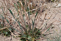 Eriogonum inflatum