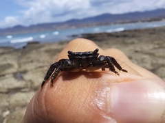 Pachygrapsus socius