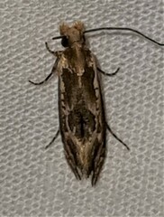 Moerarchis inconcisella