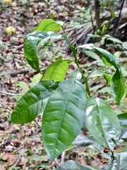 Citrus paridisi