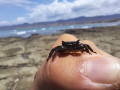 Pachygrapsus socius