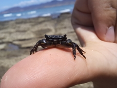 Pachygrapsus socius