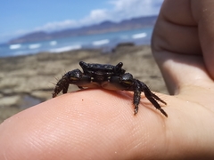 Pachygrapsus socius