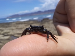 Pachygrapsus socius