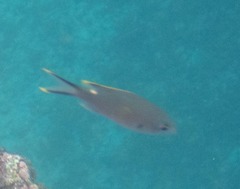 Azurina multilineata