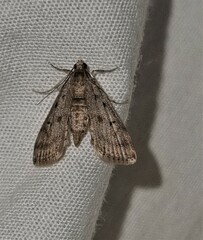 Parapoynx crisonalis