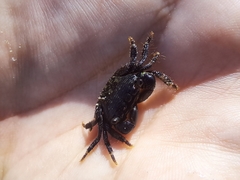 Pachygrapsus socius