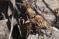 Tillandsia capitata